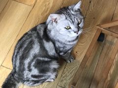 -Cappucimeow猫咪咖啡馆(韦伯时代店)