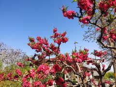 -永定河休闲森林公园