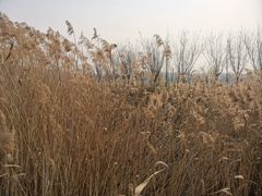 -淇河国家湿地公园