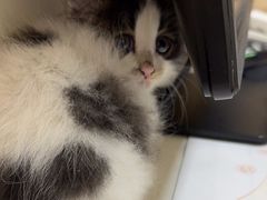 -芭比堂动物医院·犬猫全科·异宠专科(雁塔分院)