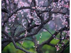 -梅花山(明孝陵内)