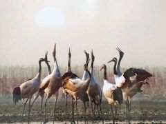 -盐城丹顶鹤湿地生态旅游区