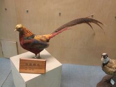 -陕西自然博物馆