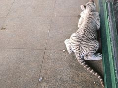 -秦皇岛野生动物园