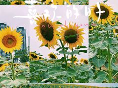 -光明小镇欢乐田园