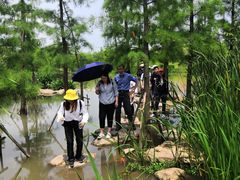 -上海长兴岛郊野公园