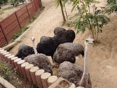 -石家庄市动物园