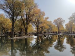 -金塔沙漠胡杨林景区