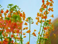 -中国天府农业博览园