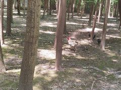 -昆山城市生态森林公园