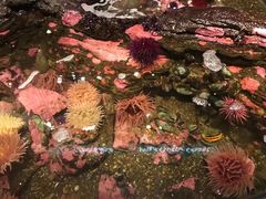 -西雅图水族馆