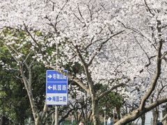 -武汉大学-樱园