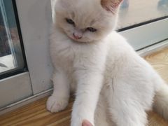 -Heymao猫咖.咖啡厅(东门店)