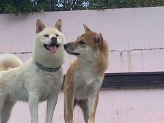 -汪说喵讲宠物乐园宠物酒店(红星美凯龙店)