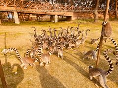 -上海野生动物园