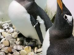 -大连圣亚海洋世界