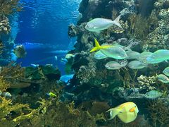 -上海海洋水族馆