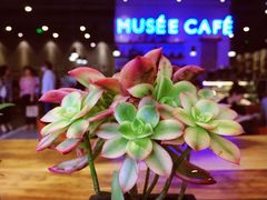 -MUSEE CAFE(保利·时光里店)