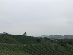 -帐篷客·溪龙茶谷度假酒店