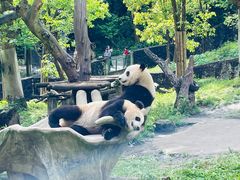 -都江堰中华大熊猫苑