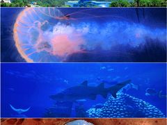 -珠海长隆海洋王国