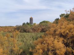 -金塔沙漠胡杨林景区