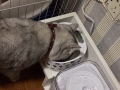 -帕帕拉兹宠物(亚洲旗舰店)