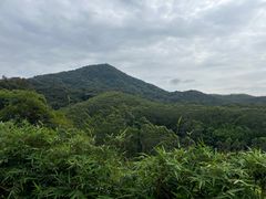 -黄埔油麻山森林公园