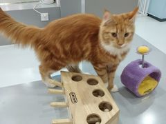 -糯米喵星人·撸猫猫舍咖啡馆(西市场嘉华店)