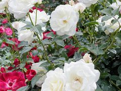 -人民公园(罗湖区)