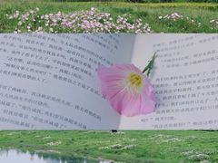 -洋湖国家湿地公园