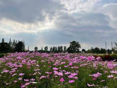 -花开海上生态园