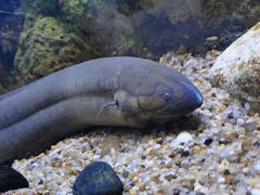 -上海海洋水族馆