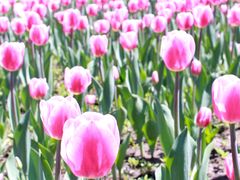 -长春公园(普阳街道)