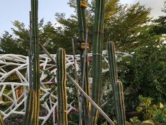 -亚龙湾国际玫瑰谷
