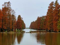 -池杉湖湿地公园