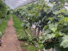 -马陆小张葡萄园农家乐