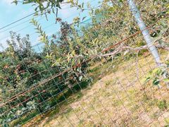 -意大利农场度假村