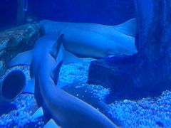 -太平洋海底世界