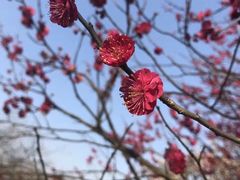 -香雪海