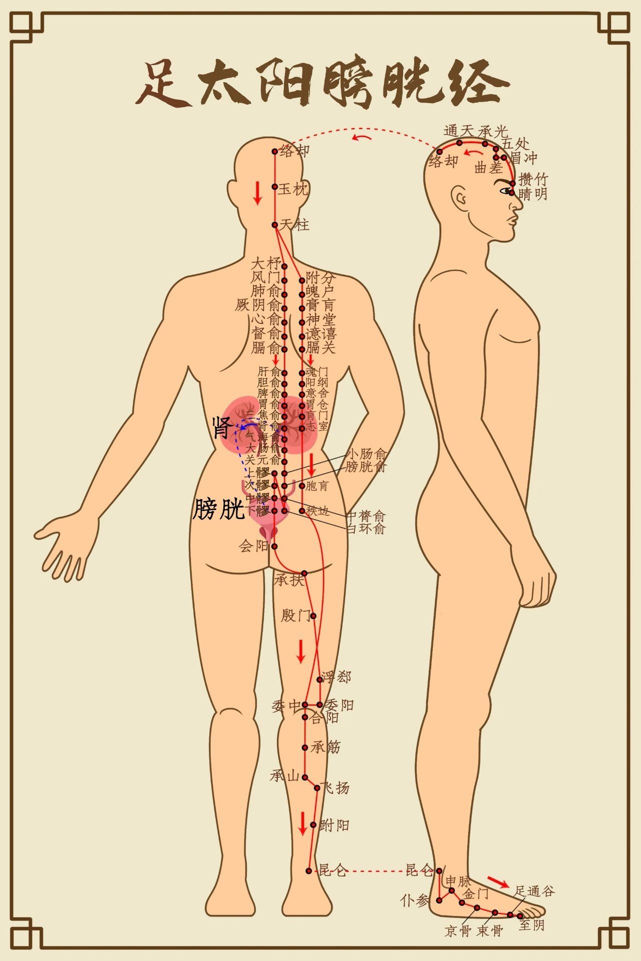 只有膀胱经通畅,它才能起到排除毒素,美容养颜的作用,对于女性来说大