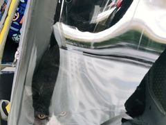 -申普宠物医院·心脏介入·心血管微创(总院)