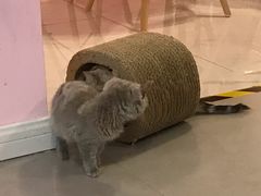-三花喵·撸猫购宠·宠物生活馆(虹桥南丰城店)