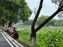 -洪湖生态旅游区