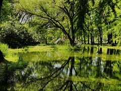 -上海共青森林公园