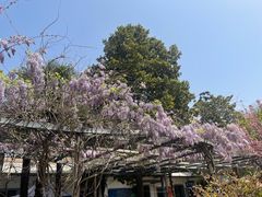 -洛阳市牡丹公园