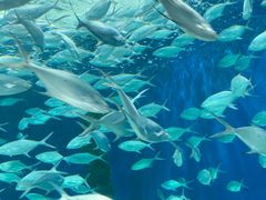 -上海海洋水族馆