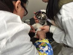 西南民族大学动物医院-成都民大动物医院