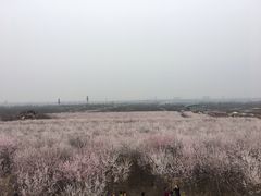 -明秦王墓遗址