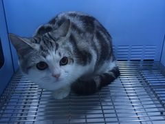 -十年猫舍·猫咪专门店(普陀店)